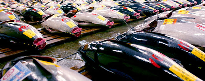 おせち料理『輝』とセット商品の大間産の天然大マグロとは